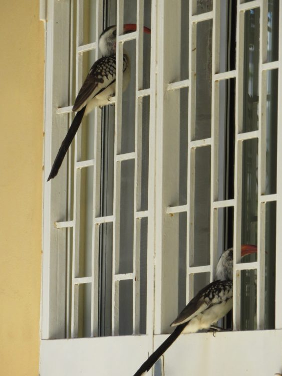 Maria-Mendonca-Coustols-portfolio-photography-Birds-I-View-part-7-photo-4